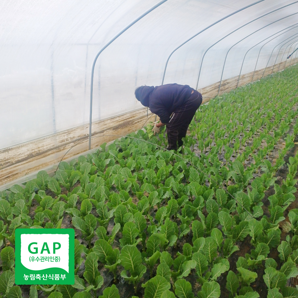 국내산 케일 쌈용 채소 GAP 캐일 1kg - 상세 이미지 5