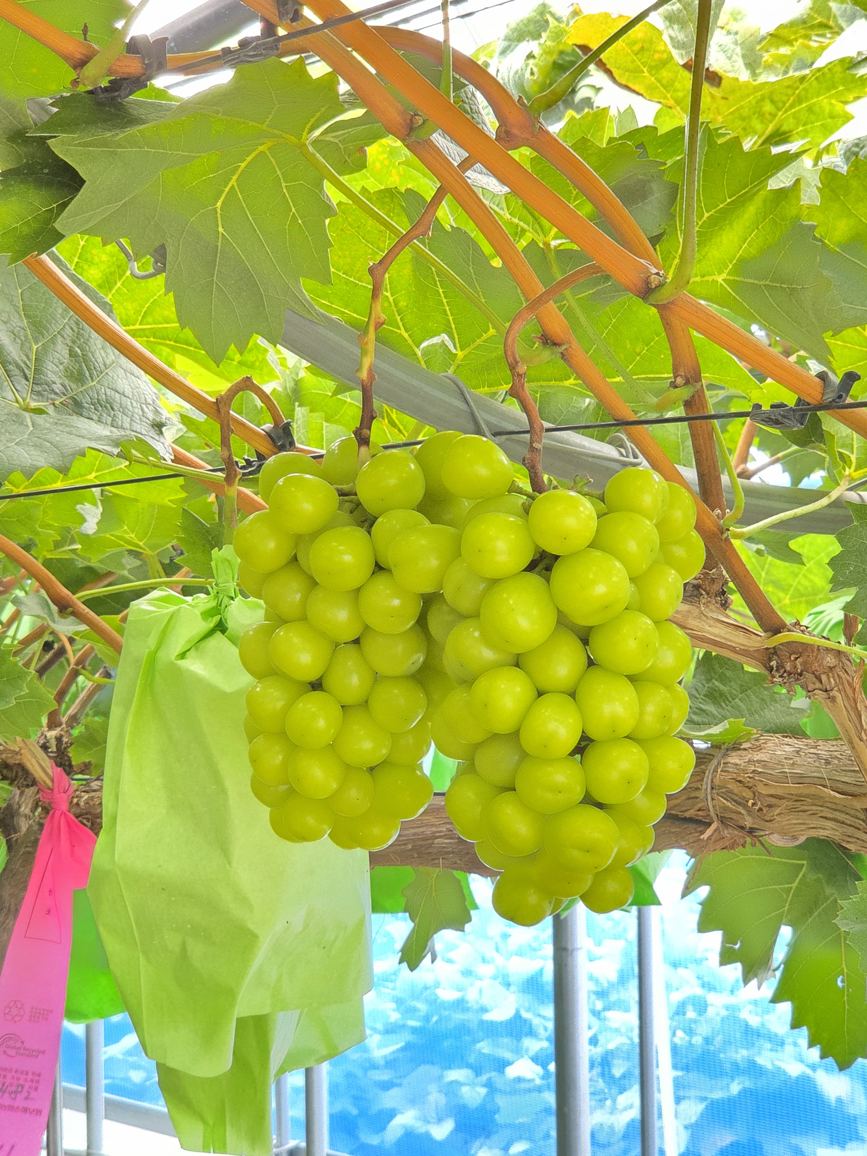 샤인머스캣 2kg 4kg 고당도 안동 망고포도