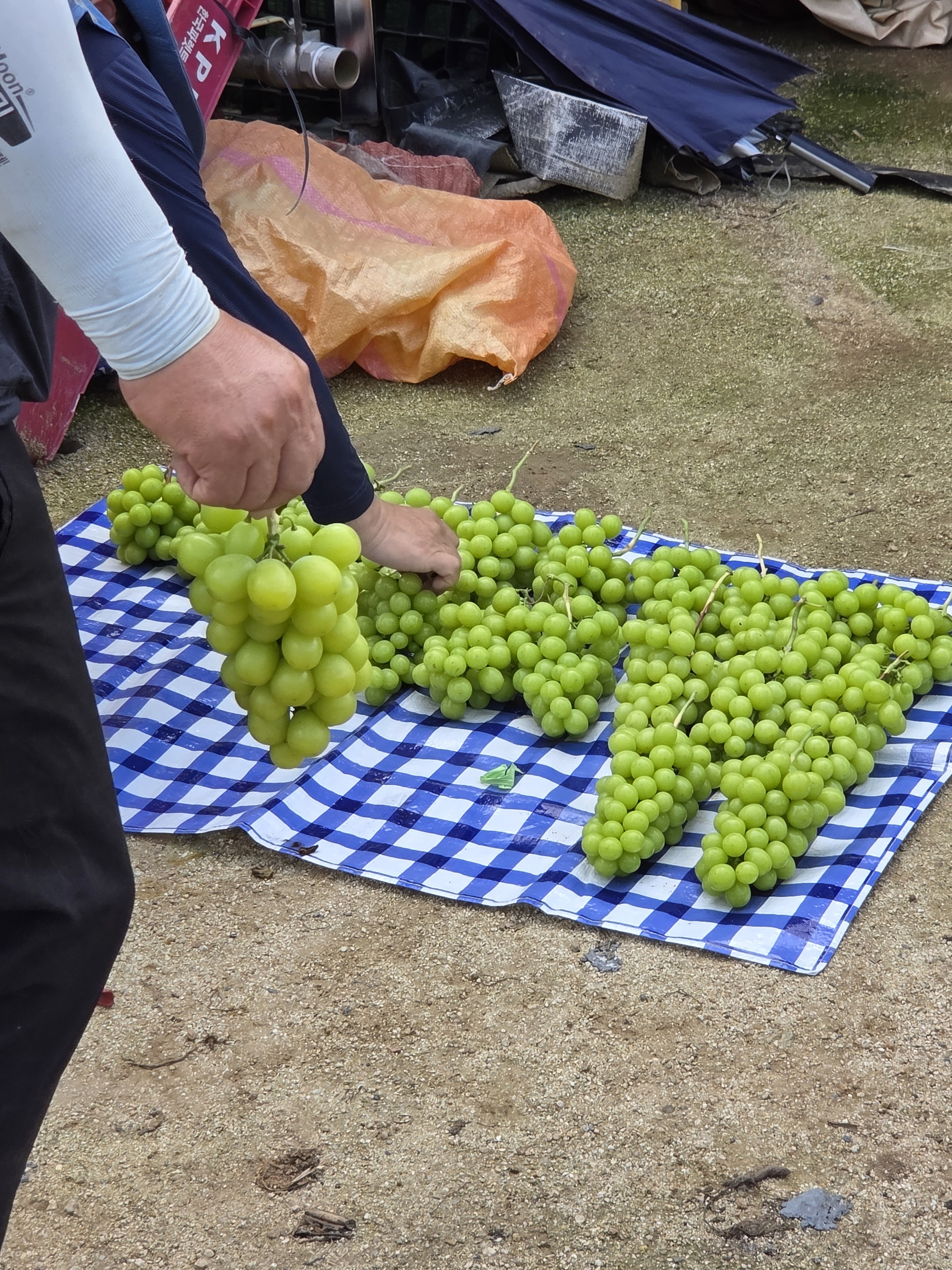 샤인머스캣 2kg 4kg 고당도 안동 망고포도 - 상세 이미지 3