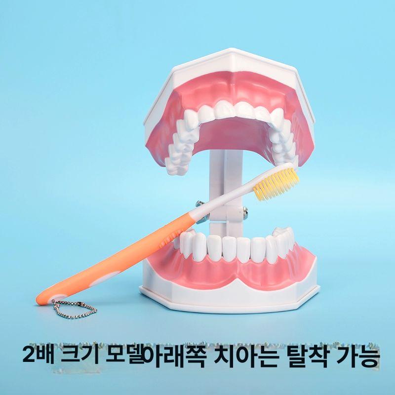 치아모형 이빨모형 양치교육 이빨 치과 치아 덴티폼 1 1 칫솔 포함 - 상세 이미지 4