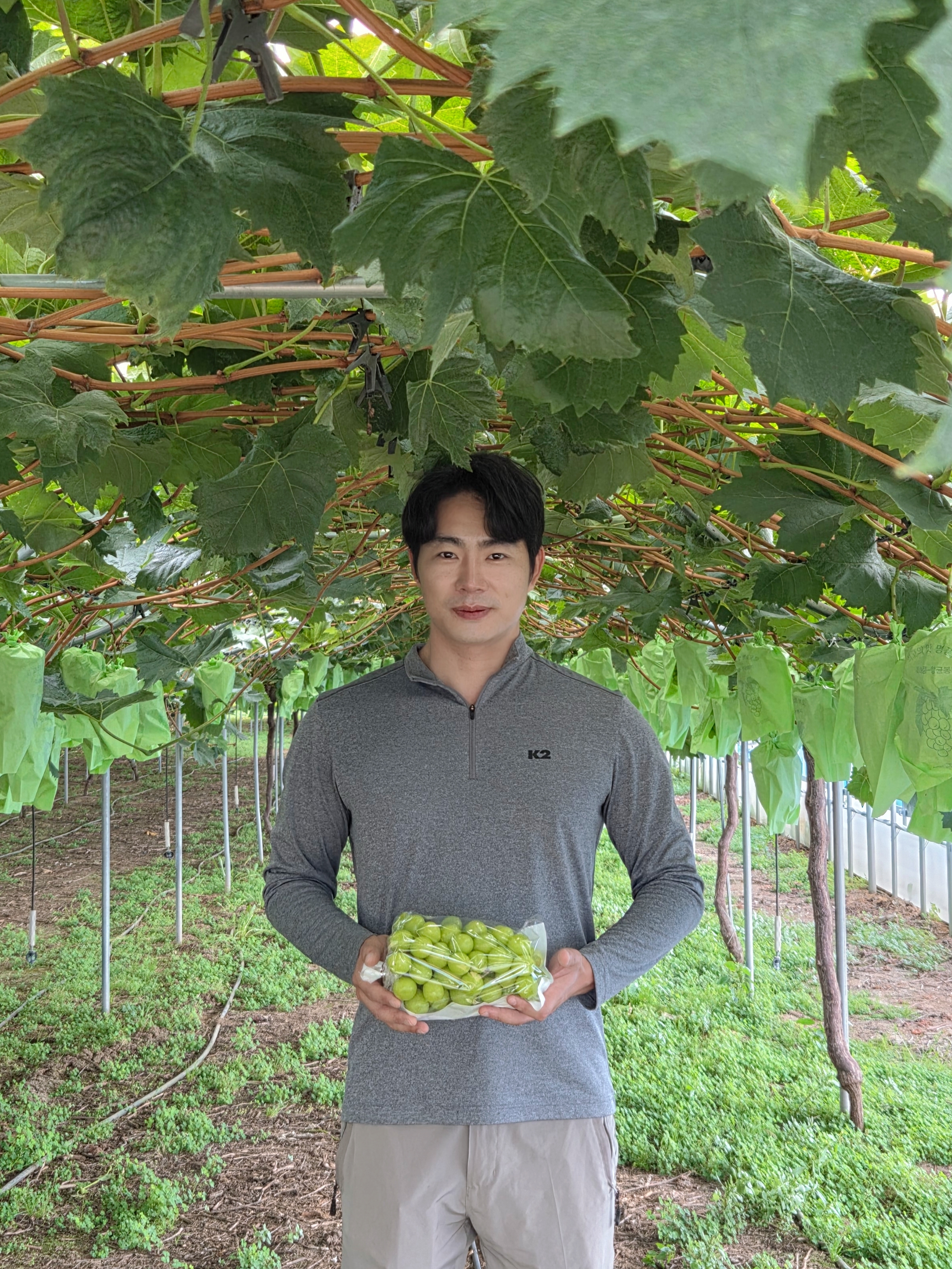 샤인머스캣 2kg 4kg 고당도 안동 망고포도 이미지 8