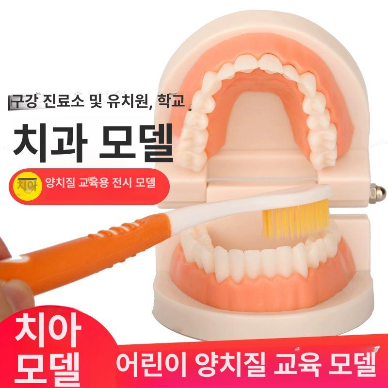 치아모형 이빨모형 양치교육 이빨 치과 치아 덴티폼 1 1 칫솔 포함 - 상세 이미지 2