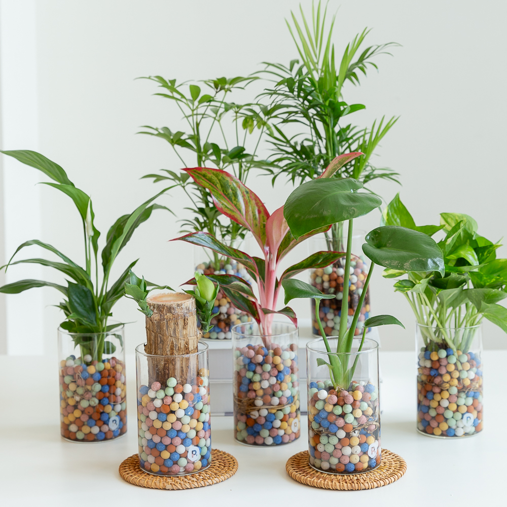 테이블야자 수경재배식물 수생식물 수중식물 키우기 쉬운 화분 뿌리 어항 하이드로 이미지 4