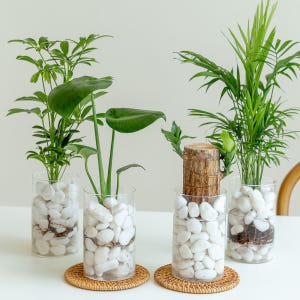 테이블야자 수경재배식물 수생식물 수중식물 키우기 쉬운 화분 뿌리 어항 하... 실사용 후기 | 효과 있을까? - 상품 이미지 3