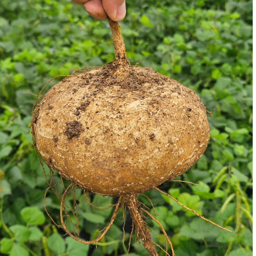 [틈새마트] 국산 히카마 멕시코감자 얌빈 천연 인슐린 다이어트 채소