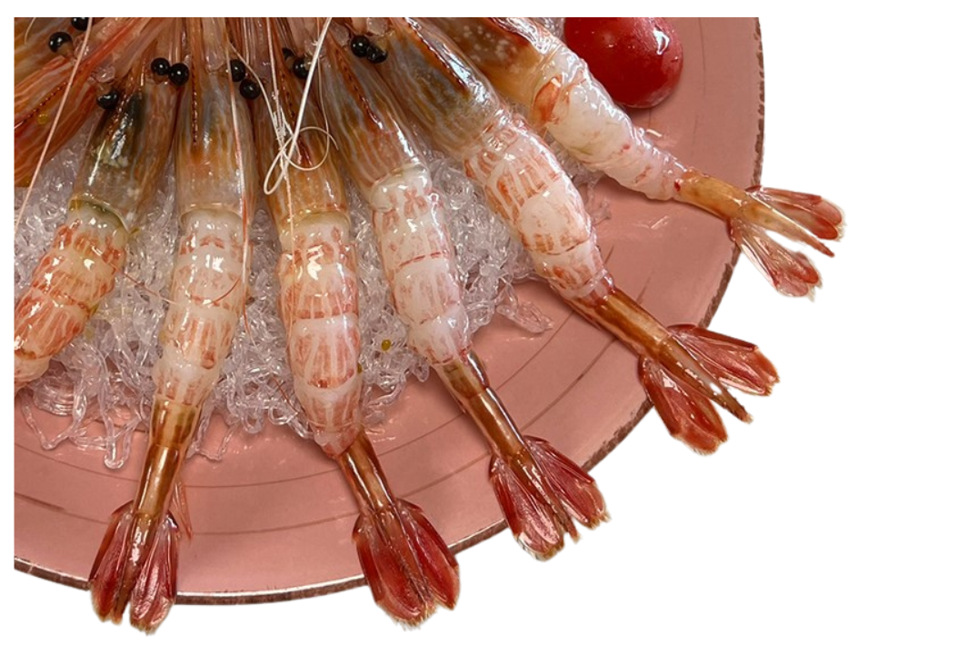 독도 꽃새우 닭새우 급냉 500g 회 구이 선물세트