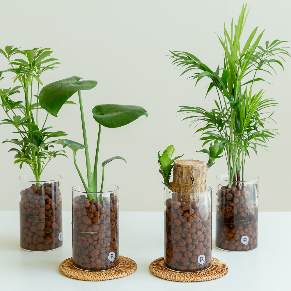 테이블야자 수경재배식물 수생식물 수중식물 키우기 쉬운 화분 뿌리 어항 하이드로 이미지 2