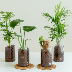 테이블야자 수경재배식물 수생식물 수중식물 키우기 쉬운 화분 뿌리 어항 하... 실사용 후기 | 효과 있을까? - 상품 이미지 2