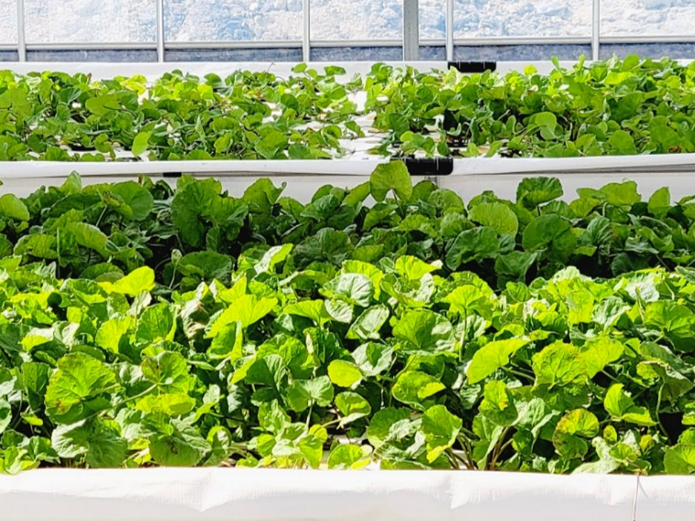 오가닉리프 국내산 무농약 병풀로 만든 병풀 추출물 원액 500ml, 2개 - 상세 이미지 5