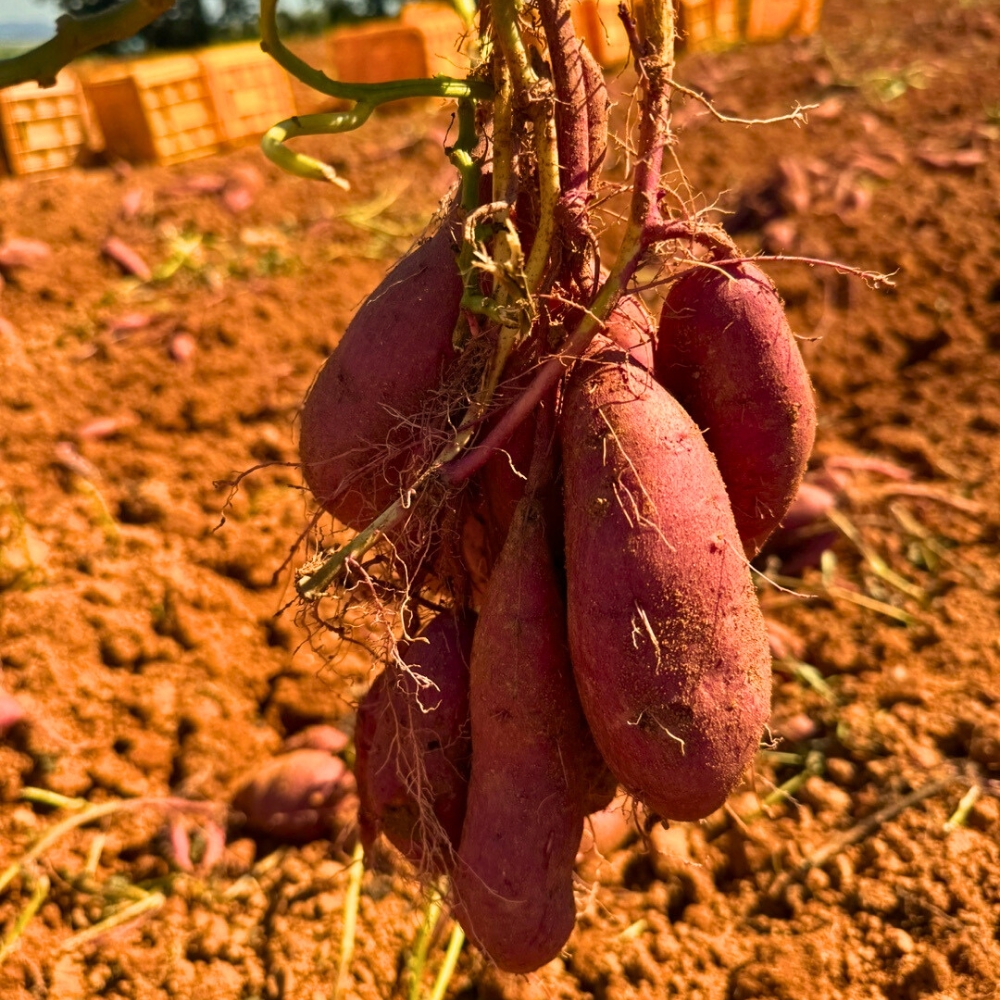 해남 세척 밤고구마 꿀고구마 인간사료 악마의 사생활 중, 5kg, 1개