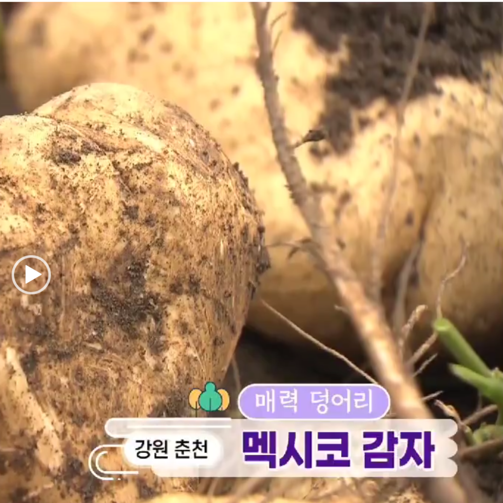 26년 9월 국산 히카마 예약 판매 - 상세 이미지 5
