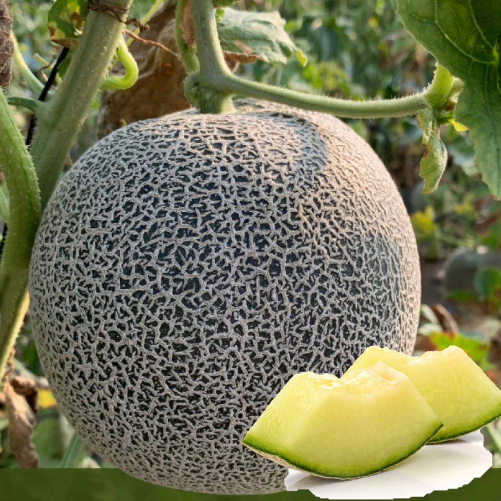머스크 멜론 1.5kg, 1개 - 메인 이미지