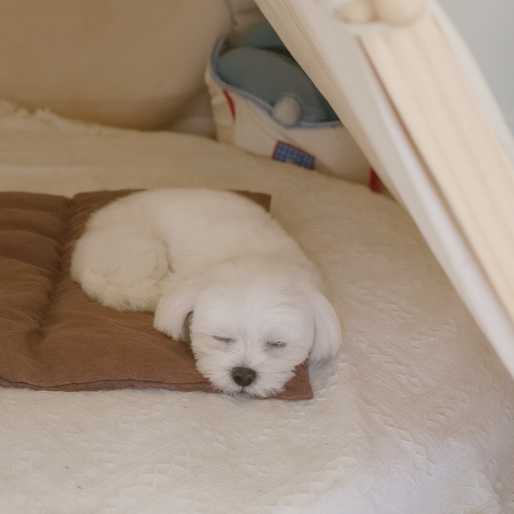 현미온미 강아지 고양이 천연 곡물 찜질팩 반려동물 냉 보 온 핫팩 슬개골탈구 관절염 디스크 - 상세 이미지 4
