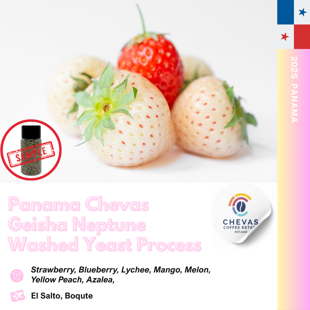 파나마 체바스 게이샤 냅튠 이스트 워시드