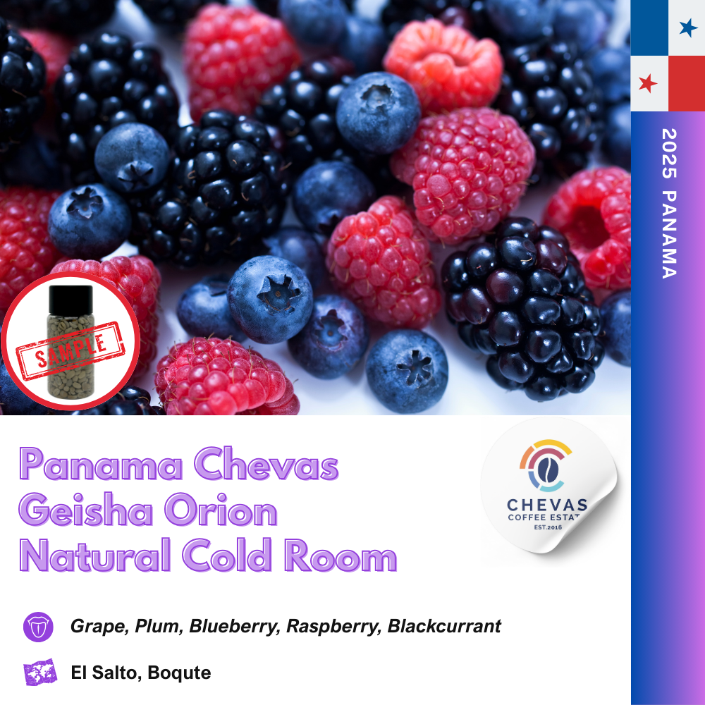 파나마 체바스 게이샤 오리온 내추럴 콜드룸