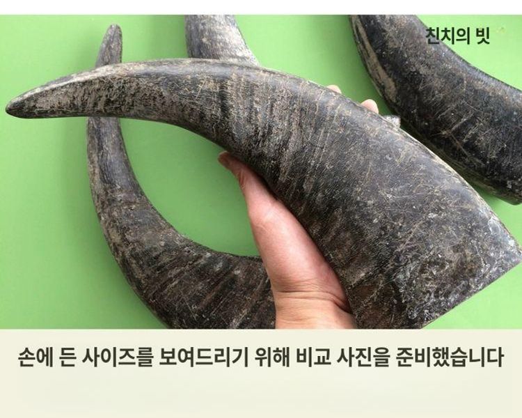괄사 마사지 경락 물소뿔 조각 재료 지압봉 공예 폭 6~8cm 각 9개 태일 - 상세 이미지 2