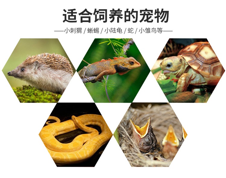 달팽이집 사육장 도마뱀 게코 천창 반려돌 심플세트 달팽이 - 상세 이미지 5