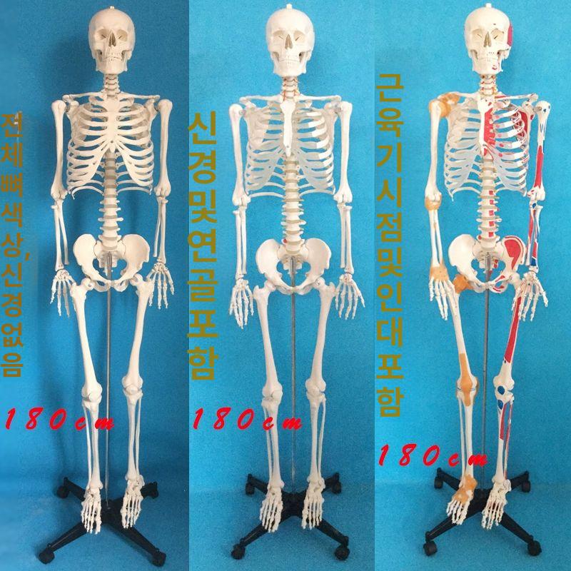 해골 모형 척추 교육 교구 실습 인체뼈 전신 뼈대 인대 대형 교육용 골격 해부 사람 180cm 척추 부드러운 갈비뼈 - 상세 이미지 3