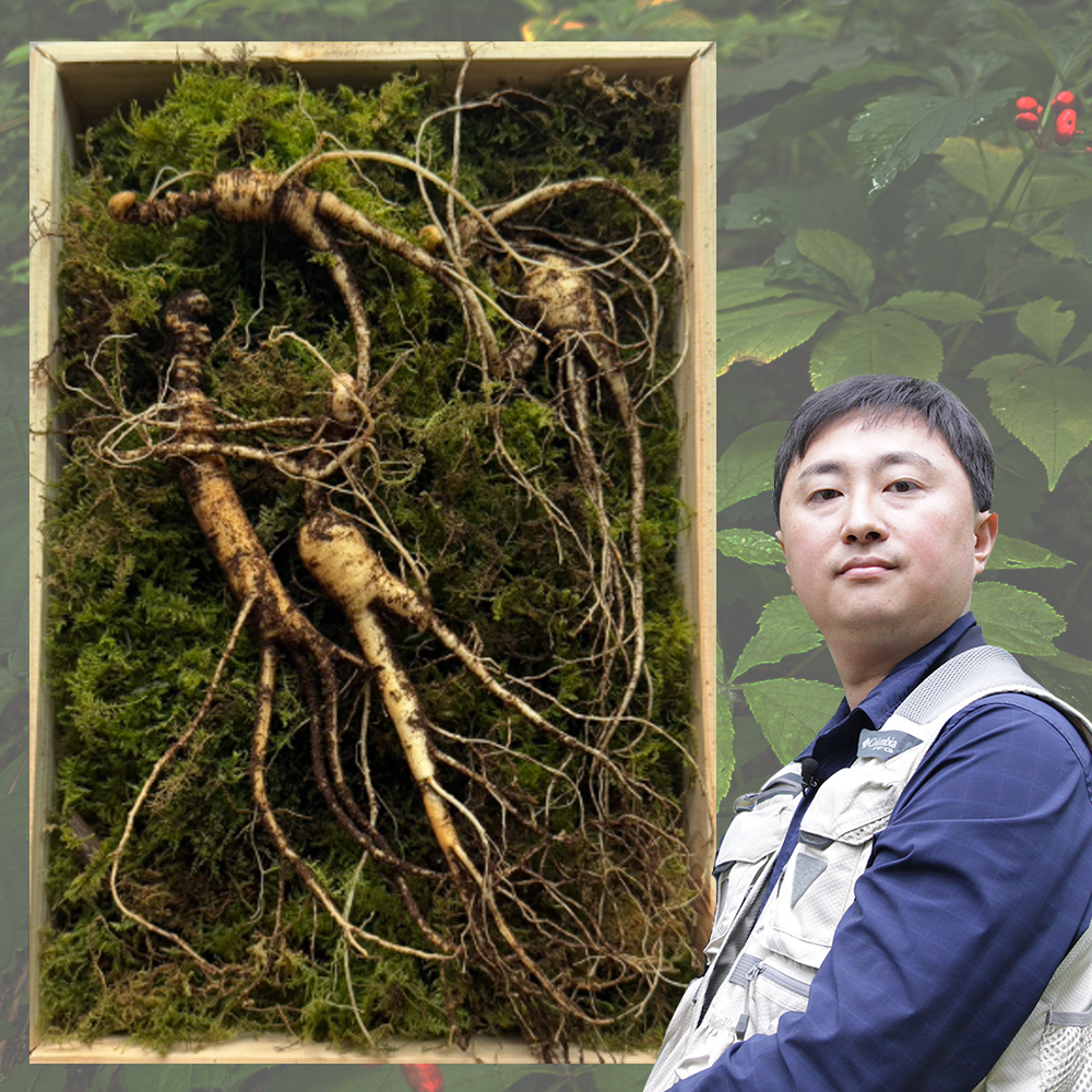 산삼 산양삼 장뇌삼 10년근 뇌두5개이상 3뿌리 유재덕의산양산삼 - 상품 이미지