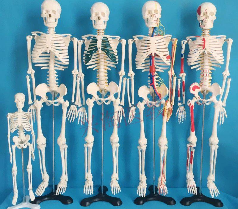 해골 모형 척추 교육 교구 실습 인체뼈 전신 뼈대 인대 대형 교육용 골격 해부 사람 180cm 척추 부드러운 갈비뼈 - 상품 이미지