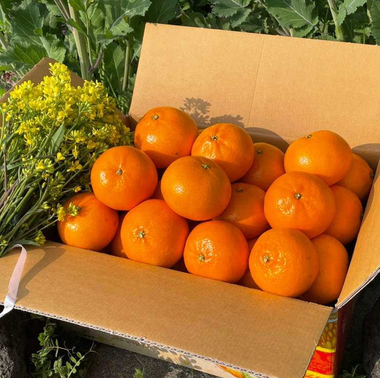 [당도보장] 12브릭스이상 제주 명품 유라조생 하우스 감귤 3kg 5kg