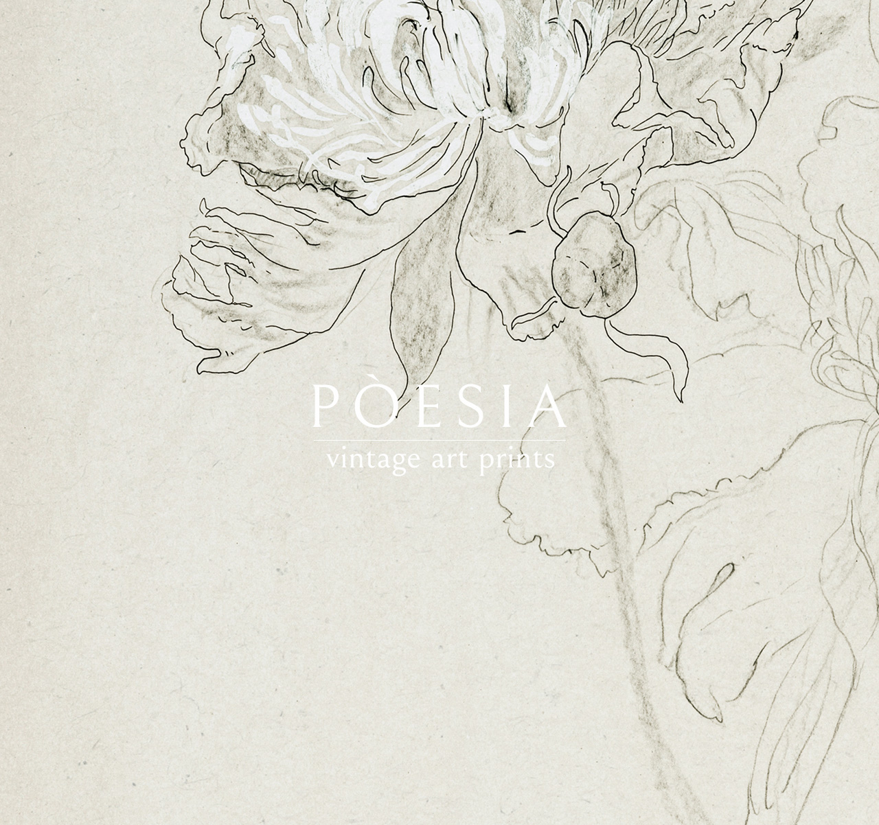 [소피아 L. 크라운필드] Study of Peonies 39.8×54.9 cm 매트&액자 포함 - 상세 이미지 2