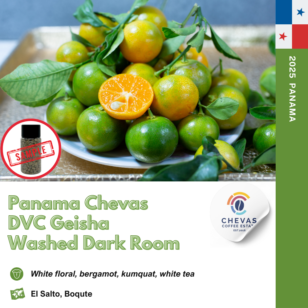 파나마 체바스 게이샤 DVC 워시드 다크룸