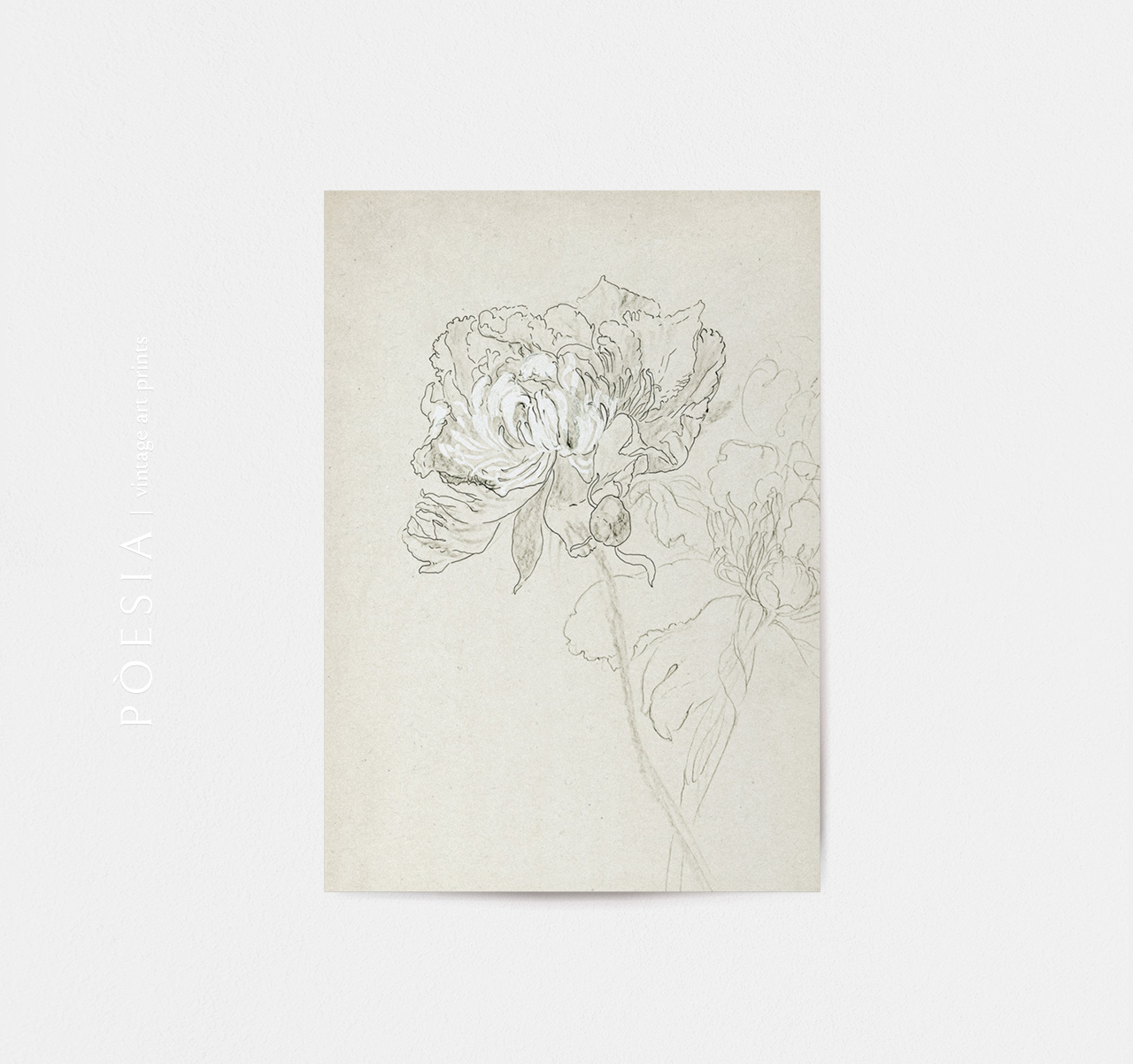 [소피아 L. 크라운필드] Study of Peonies 지클리 아트 프린트 A3 (액자 포함) - 상세 이미지 3