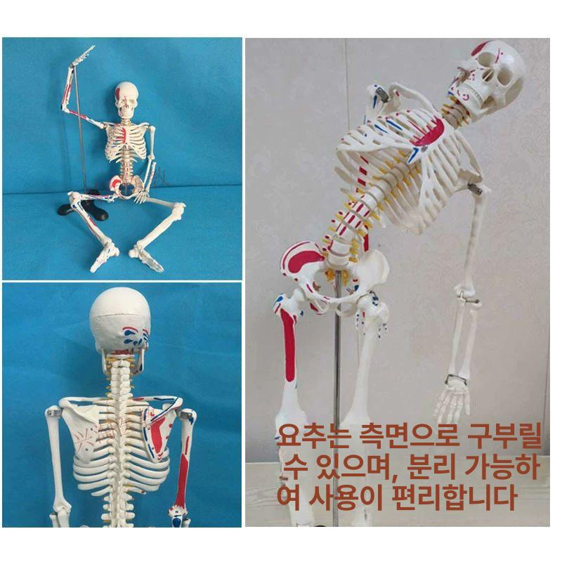 해골 모형 척추 교육 교구 실습 인체뼈 전신 뼈대 인대 대형 교육용 골격 해부 사람 180cm 척추 부드러운 갈비뼈 - 상세 이미지 4