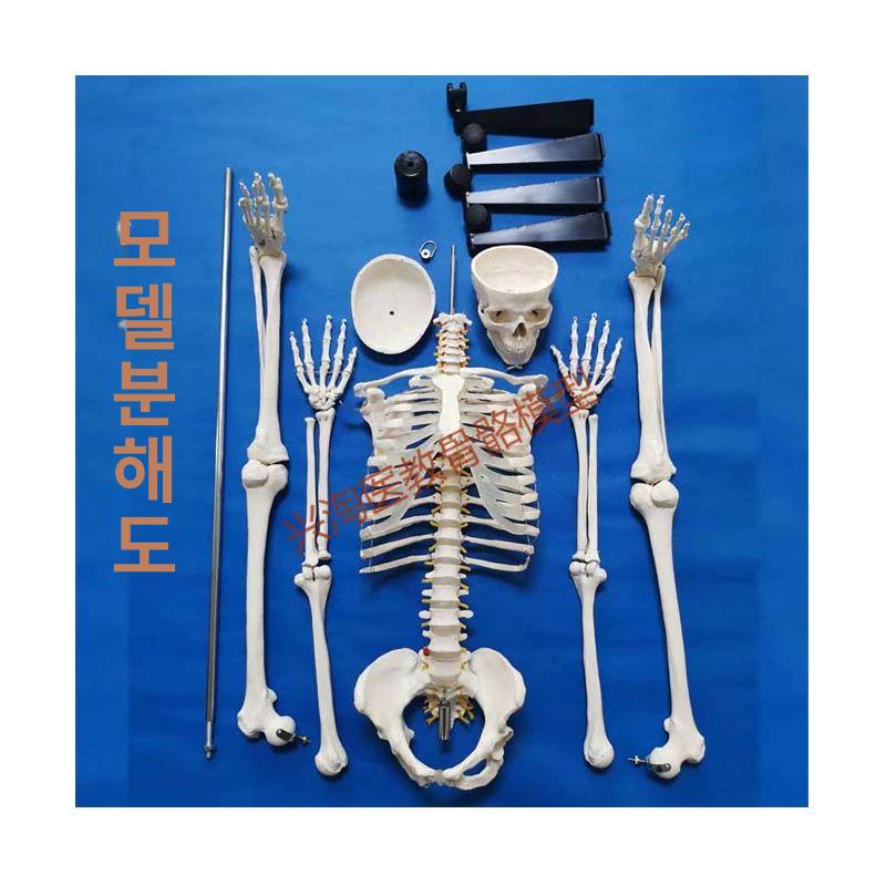 해골 모형 척추 교육 교구 실습 인체뼈 전신 뼈대 인대 대형 교육용 골격 해부 사람 180cm 척추 부드러운 갈비뼈 - 상세 이미지 5