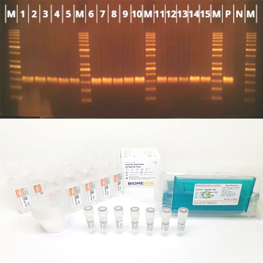 휴먼 DNA 추출실험 디엔에이 키트 PCR 생명과학 - 상품 이미지