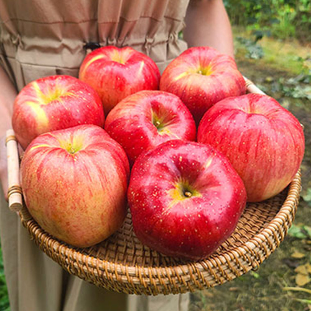 경북 홍로 꿀사과 햇사과 3kg 5kg 루비에스 미니사과