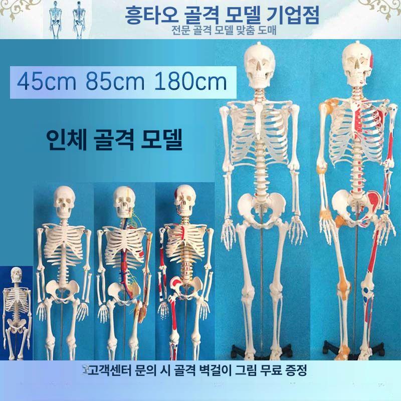 해골 모형 척추 교육 교구 실습 인체뼈 전신 뼈대 인대 대형 교육용 골격 해부 사람 180cm 척추 부드러운 갈비뼈 - 상세 이미지 2