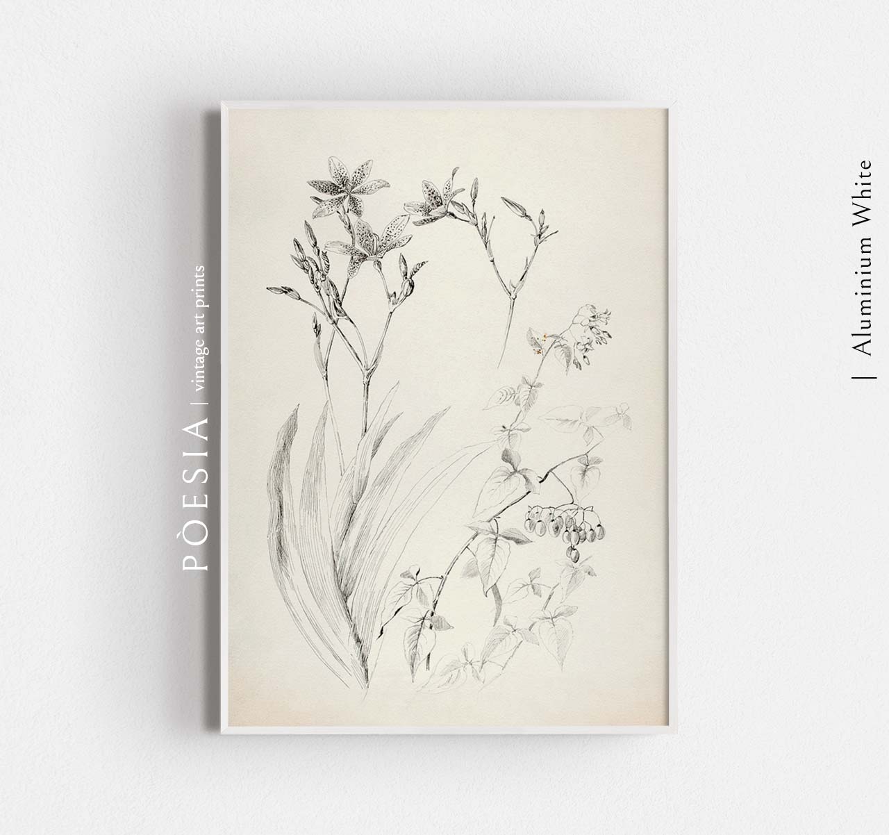 [조지 엘버트 버] Untitled (Botanical Study) 인테리어 포스터 지클리 아트 프린트 A3 - 상세 이미지 5