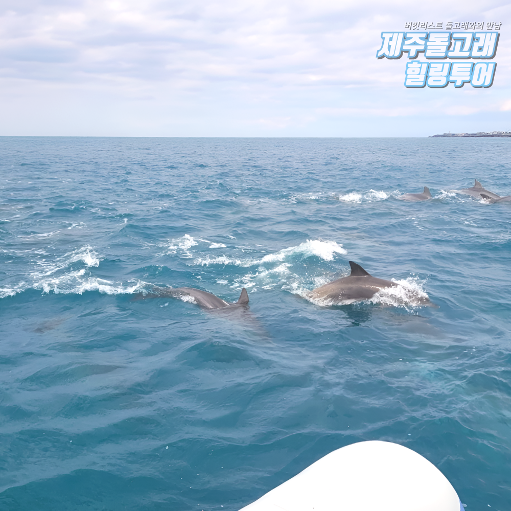 제주도 돌고래 보트 투어 요트 이색 체험 제주 액티비티 레저 놀거리 상품 이미지