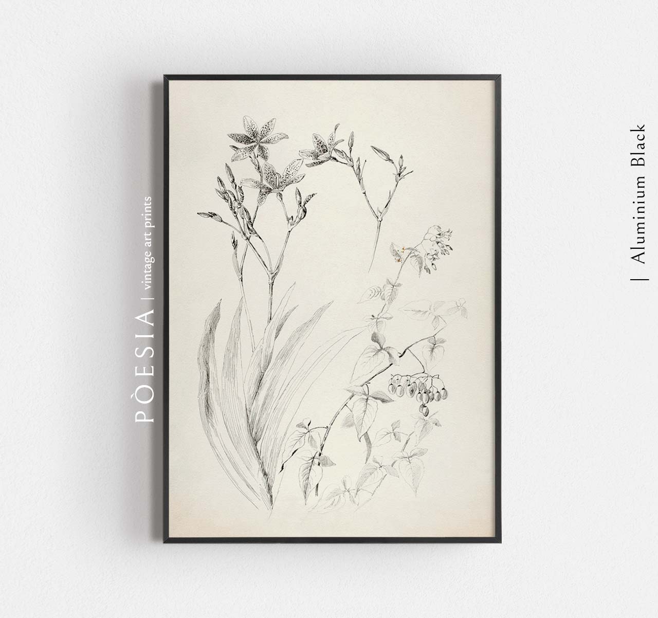 [조지 엘버트 버] Untitled (Botanical Study) 인테리어 포스터 지클리 아트 프린트 A3 - 상세 이미지 4