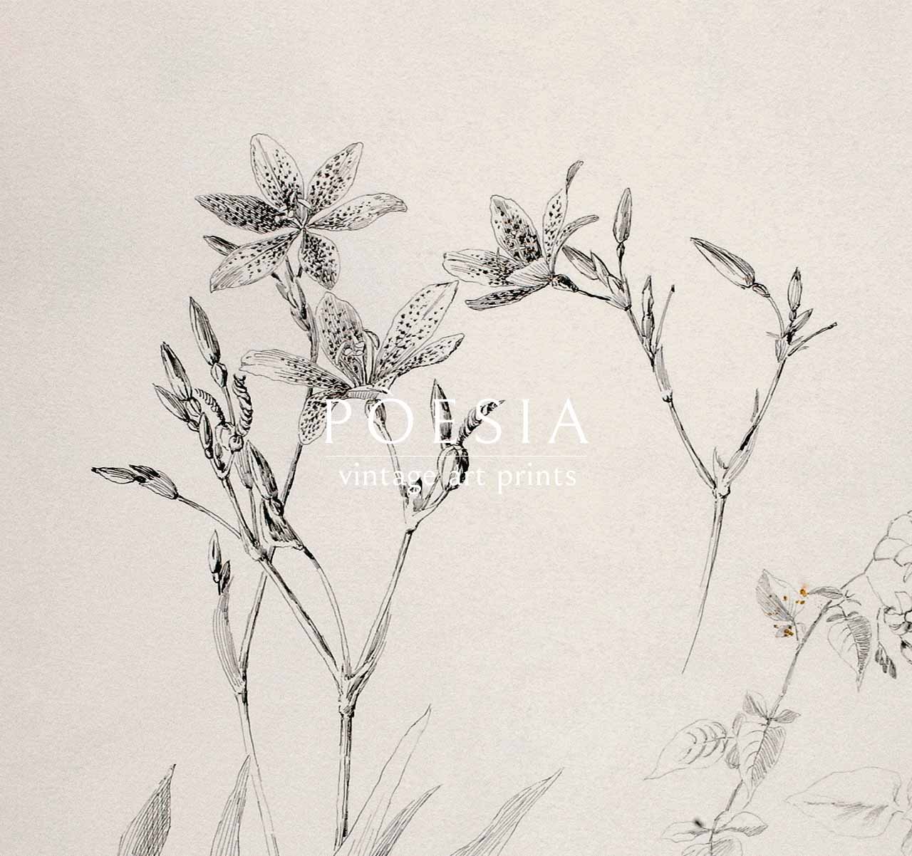 [조지 엘버트 버] Untitled (Botanical Study) 41×51.2 cm 매트&액자 포함 - 상세 이미지 5