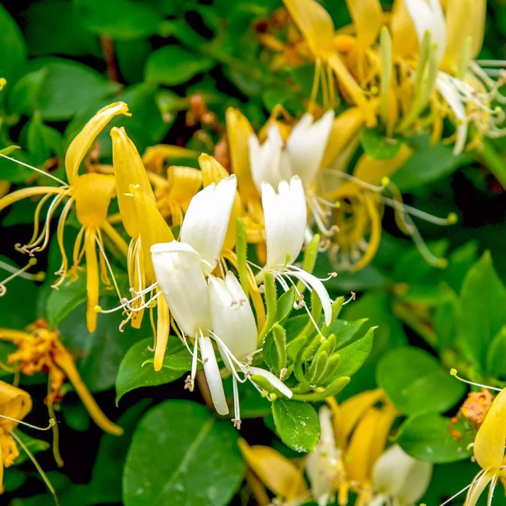 인동덩굴 인동초 나무 세로티나 포트묘 이미지 4