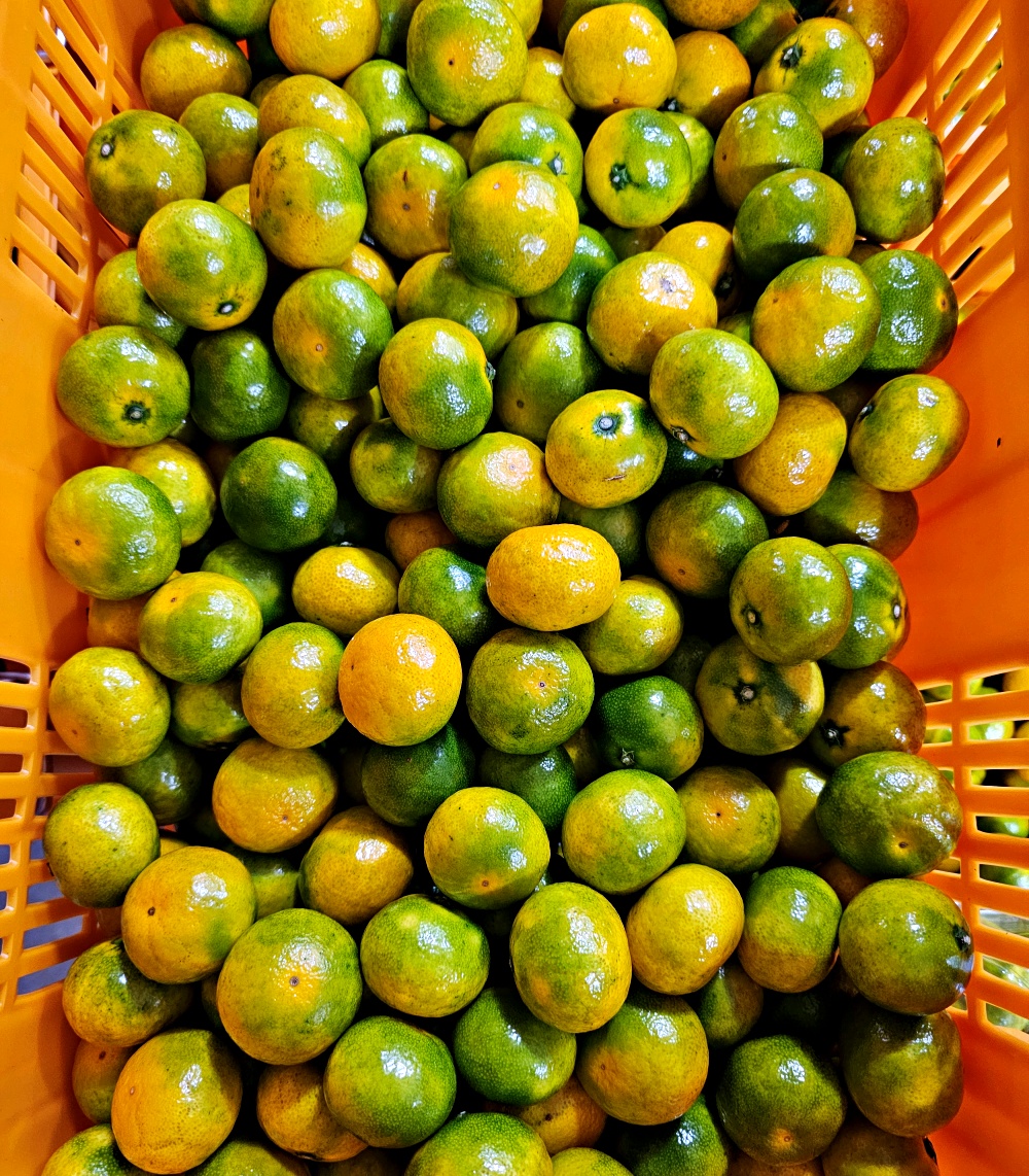 노지 유라실생 유라조생 극조생 조생 감귤 5kg 10kg 못난이 가정용 제주 산지직송