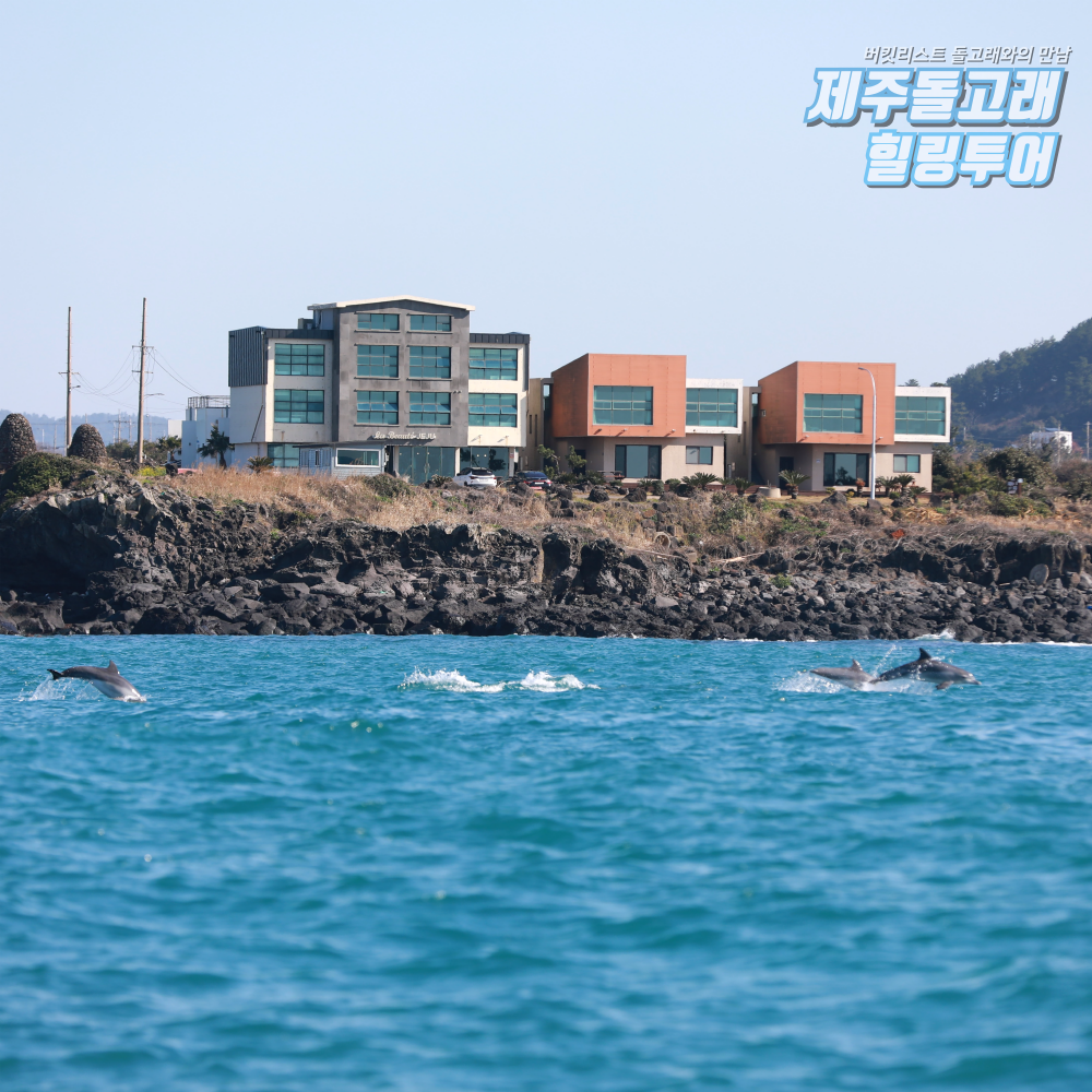 제주도 돌고래 보트 투어 요트 이색 체험 제주 액티비티 레저 놀거리 상품 이미지