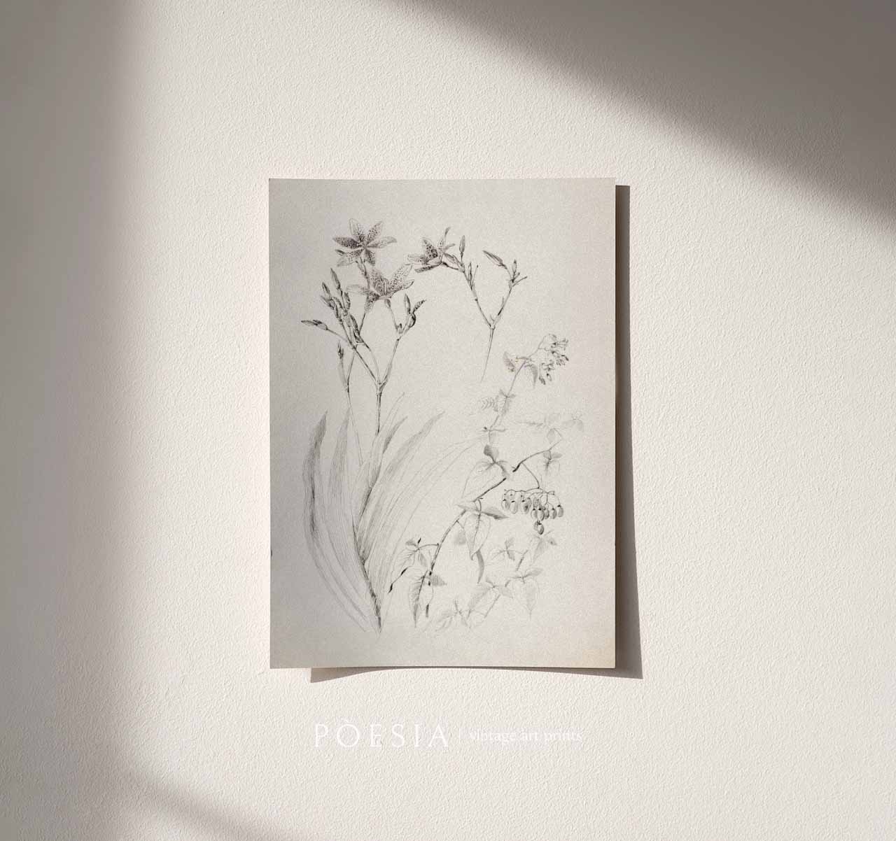 [조지 엘버트 버] Untitled (Botanical Study) 인테리어 포스터 지클리 아트 프린트 A3 - 상세 이미지 2