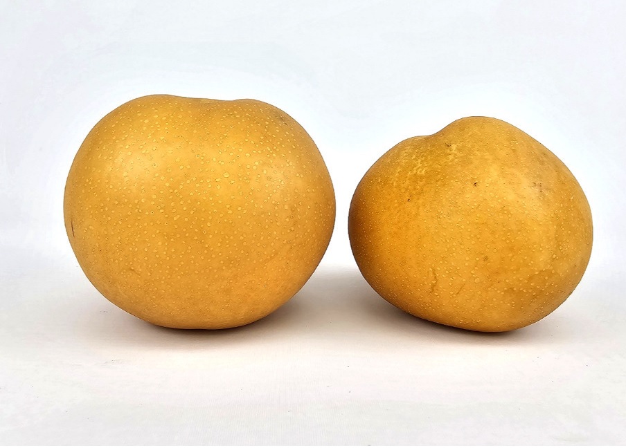 신고배 못난이 가정용 김장용 배 12Brix, 5kg, 1개 이미지 7