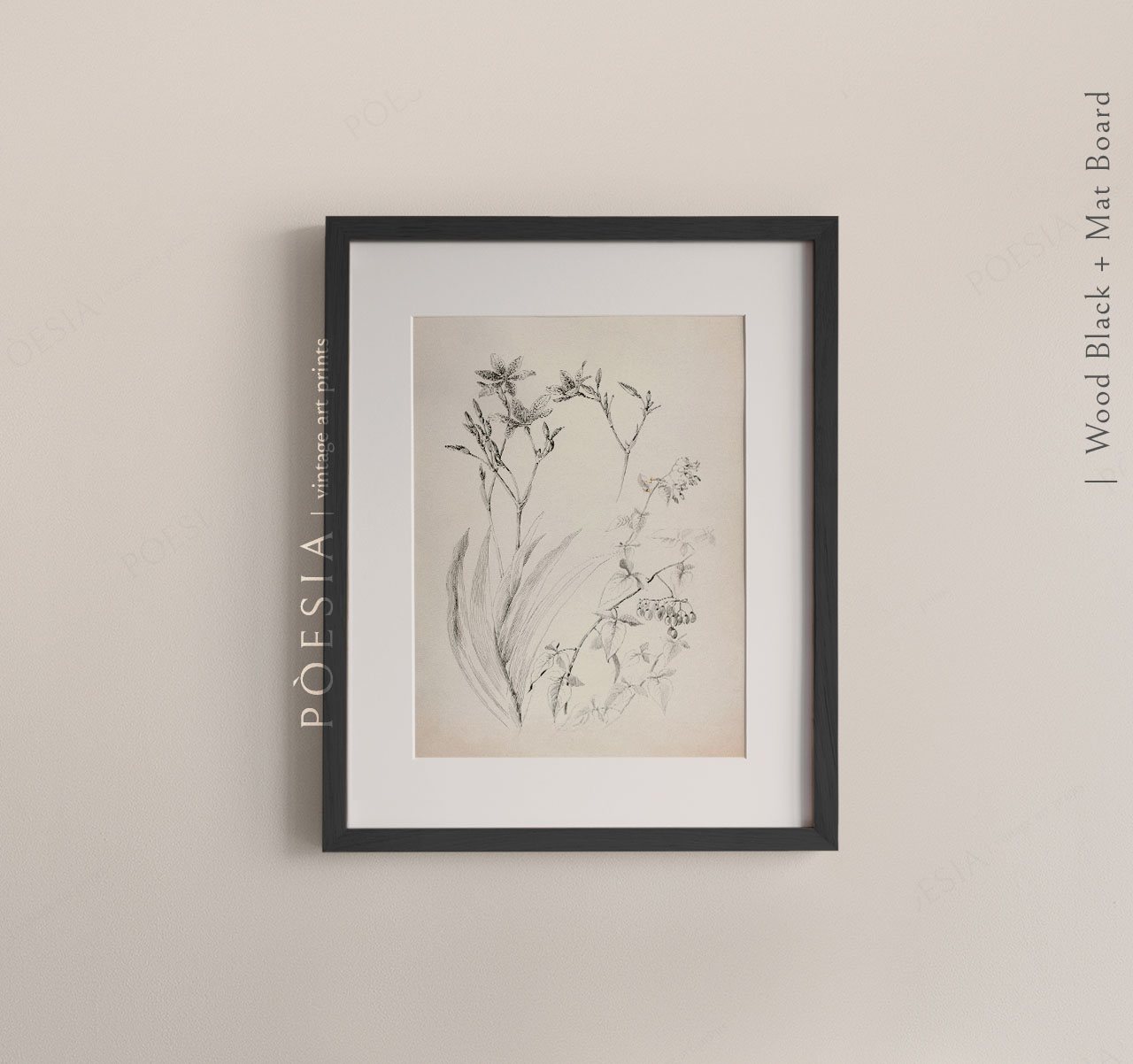 [조지 엘버트 버] Untitled (Botanical Study) 41×51.2 cm 매트&액자 포함 - 상세 이미지 2