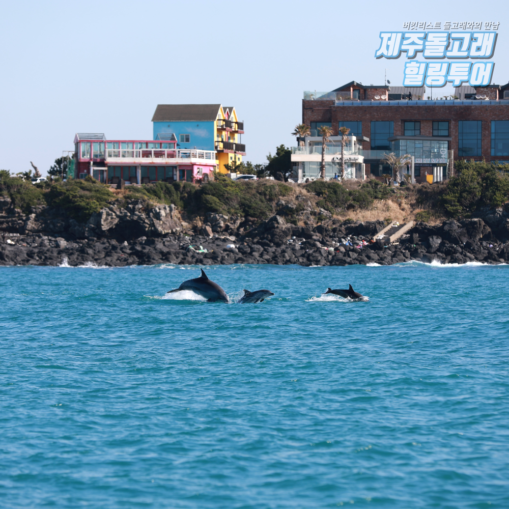 제주도 돌고래 보트 투어 요트 이색 체험 제주 액티비티 레저 놀거리 상품 이미지