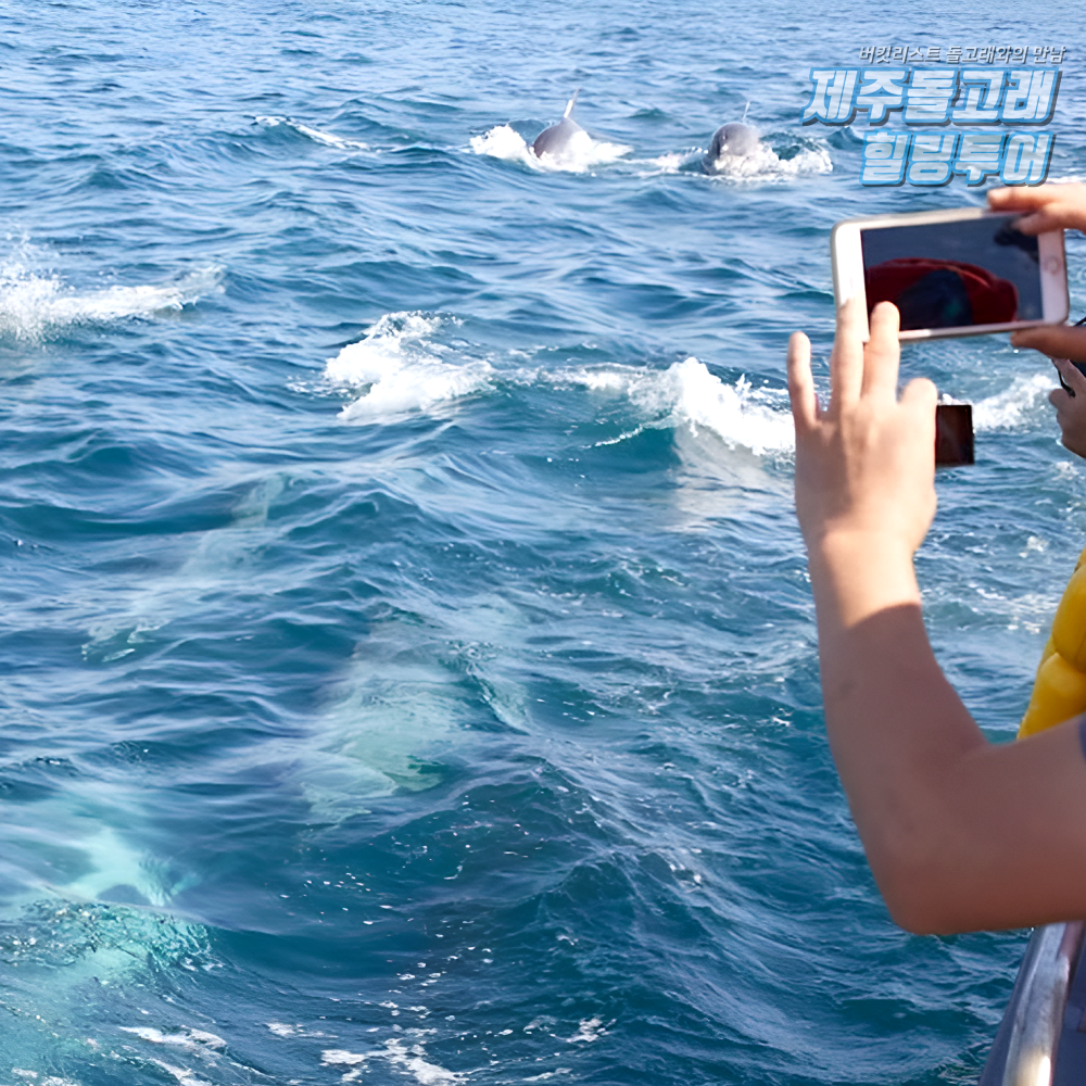 제주도 돌고래 보트 투어 요트 이색 체험 제주 액티비티 레저 놀거리 상품 이미지
