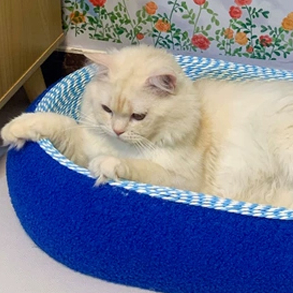 개과천선 어몽드 스카일로 고양이 스크래쳐 이미지 6