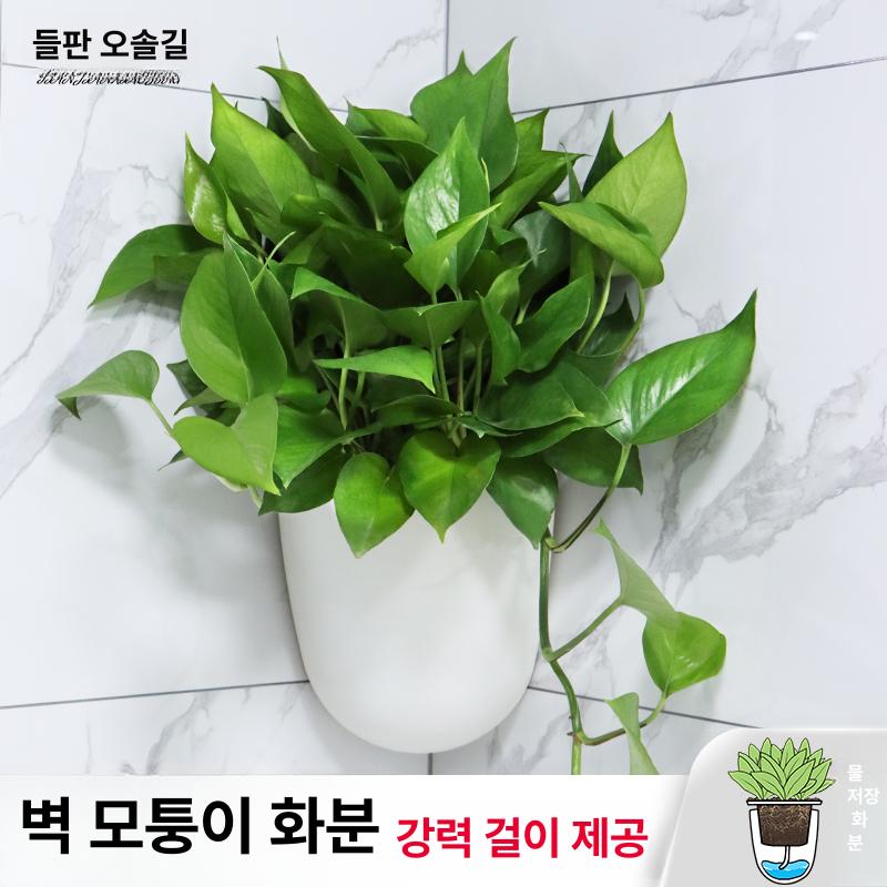 별걸이 계단식 화분 받침대 다육이 다육이선반 식물선반 거치대 선반 다용도 행거형 강력접착 K06 평면 벽걸이형 플라스틱 중간 - 상세 이미지 2
