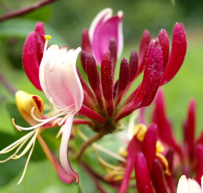 인동덩굴 인동초 나무 세로티나 포트묘 이미지 2