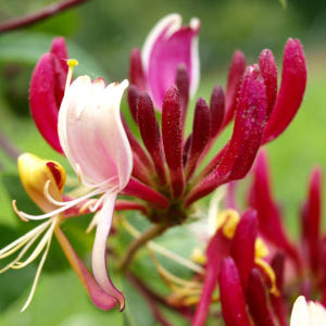 인동덩굴 인동초 나무 세로티나 포트묘 실사용 후기 | 효과 있을까? - 상품 이미지 2