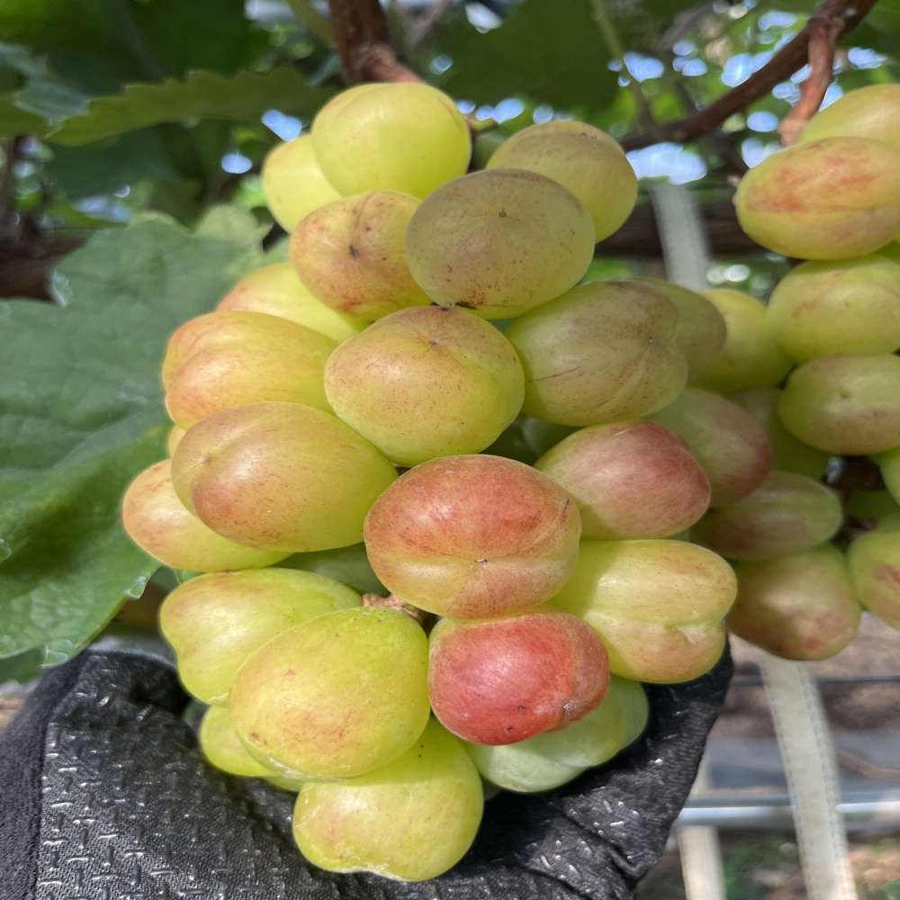 삼영농장 프리미엄 포도 바이올렛킹 800g(1팩) 17브릭스 이상 보장